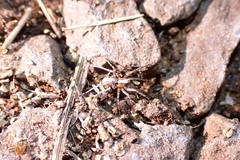 Araneae