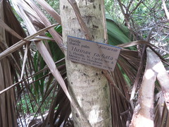 Thrinax radiata