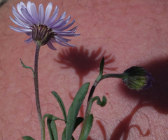 Erigeron leiomerus