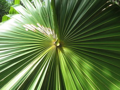 Thrinax radiata