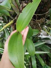 Epidendrum stamfordianum
