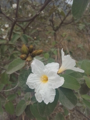 Cordia boissieri
