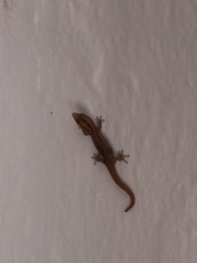 Sphaerodactylus