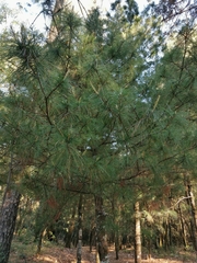 Pinus ayacahuite