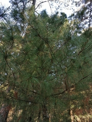 Pinus ayacahuite