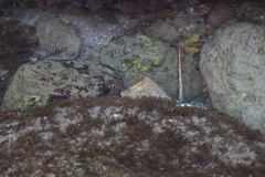 Halichoeres notospilus