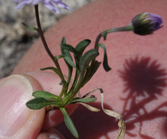 Erigeron leiomerus