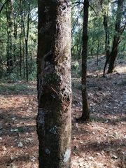 Pinus ayacahuite