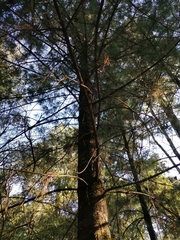 Pinus ayacahuite