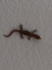 Sphaerodactylus