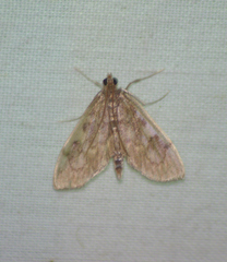 Anania mysippusalis
