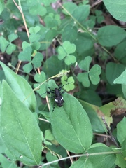 Aegomorphus quadrigibbus