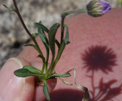 Erigeron leiomerus