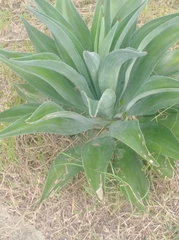 Agave desmettiana