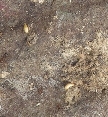Atelurinae