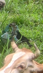 Molothrus oryzivorus
