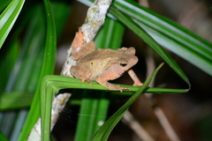 Rhinella hoogmoedi