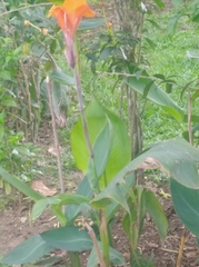 Dichromanthus aurantiacus