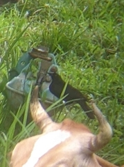 Molothrus oryzivorus