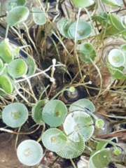 Polyphysaceae