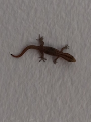 Sphaerodactylus