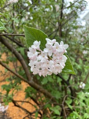 Viburnum farreri