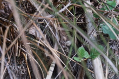 Lacerta agilis argus