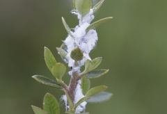 Euphyllura olivina
