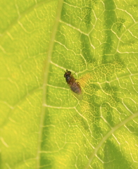 Thaumatomyia notata