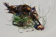 Laminaria setchellii