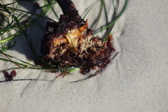 Laminaria setchellii