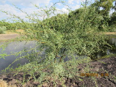Prosopis laevigata
