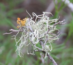 Ramalina stenospora