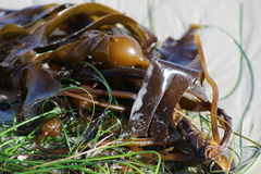 Laminaria setchellii