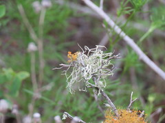 Ramalina stenospora