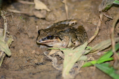 Leptodactylus notoaktites