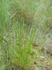 Melica bulbosa
