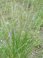 Melica bulbosa