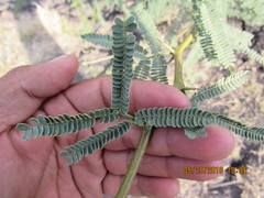 Prosopis laevigata