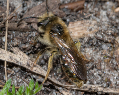Andrena erythrogaster