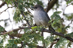 Curruca lugens jacksoni