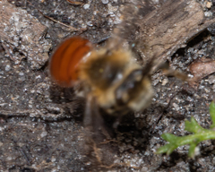 Andrena erythrogaster