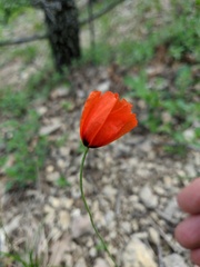 Papaver dubium stevenianum