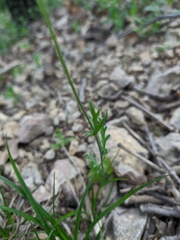 Papaver dubium stevenianum