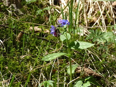 Pulmonaria stiriaca