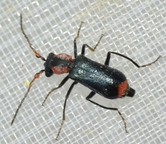 Cyrtosus cyanipennis