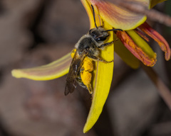 Andrena erythronii