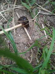 Gastropoda