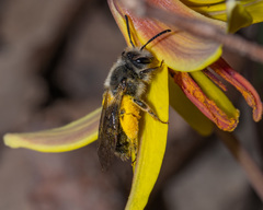 Andrena erythronii
