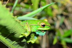 Boana marginata